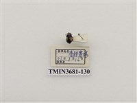 藏品(鄭氏瘤額葉蚤)的圖片